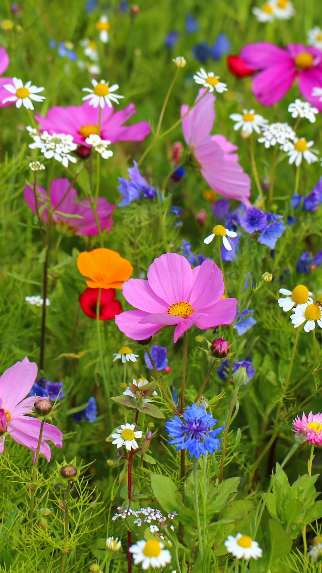 Breckenridge Colorado Wildflower Hikes